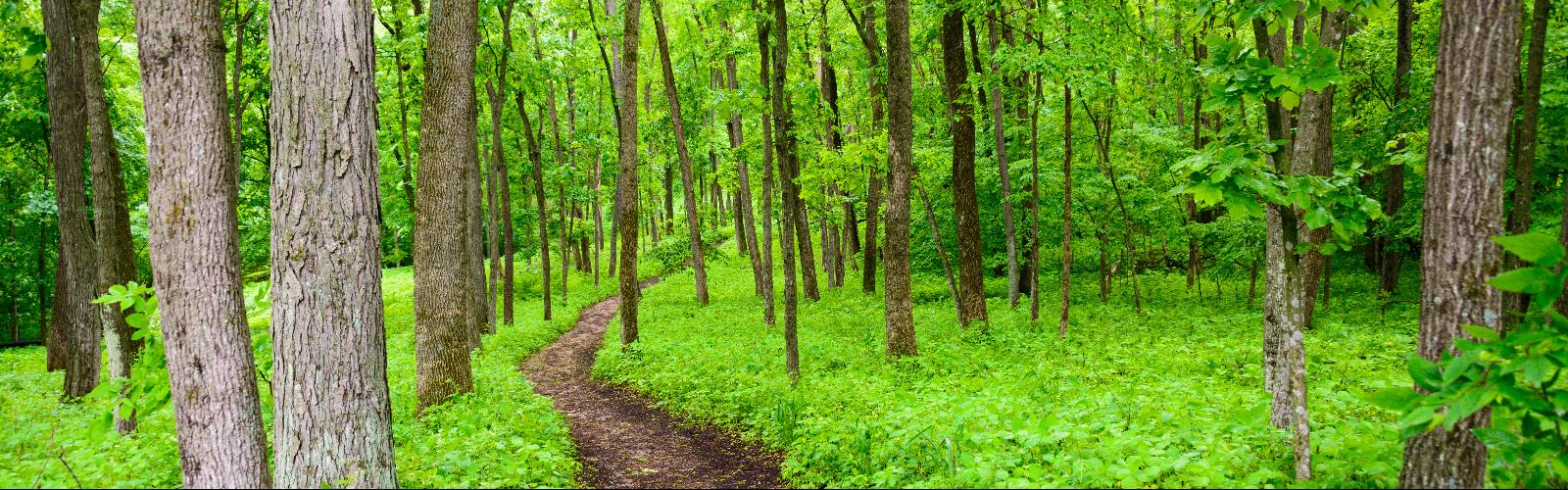 tree grass outdoor plant forest nature landscape green wood woodland grove park jungle wooded old-growth forest biome natural environment area northern hardwood forest lush