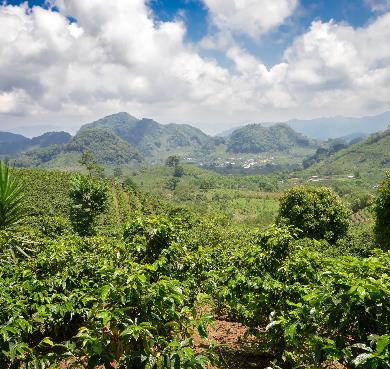Honduras  mountain outdoor sky nature tree grass cloud landscape plant hill green background hill station lush hillside surrounded highland